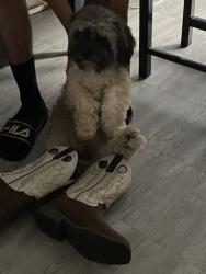 Lost Male Dog last seen Near Nicollet, Bloomington, MN 55420