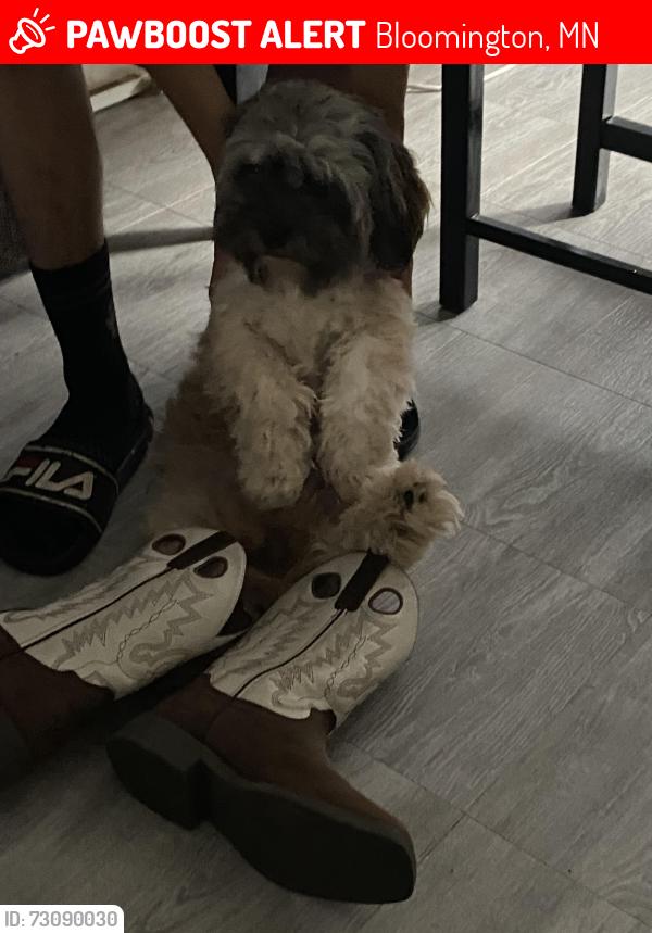 Lost Male Dog last seen Near Nicollet, Bloomington, MN 55420