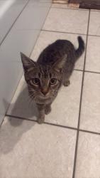 Reunited Female Cat last seen Northtowne and Trent, Columbus, OH 43229