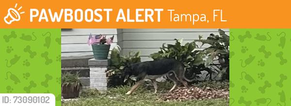 Found/Stray Unknown Dog last seen Church of Christ - Nebraska Ave and East Curtis St, Tampa, FL 33603