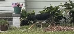 Found/Stray Unknown Dog last seen Church of Christ - Nebraska Ave and East Curtis St, Tampa, FL 33603