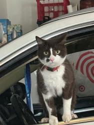 Reunited Male Cat last seen Oakleigh Valley Dr and Lost Mountain Road, Powder Springs, GA 30127
