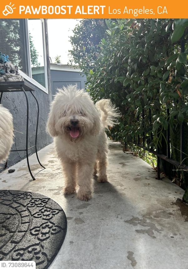 Found/Stray Male Dog last seen S Broadway & W Vernon, Los Angeles, CA 90037
