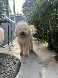 Found/Stray Male Dog last seen S Broadway & W Vernon, Los Angeles, CA 90037