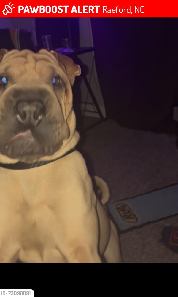 Lost Male Dog last seen Rockfish area, Raeford, NC 28376