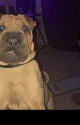 Lost Male Dog last seen Rockfish area, Raeford, NC 28376