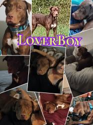 Lost Male Dog last seen Lake Mead and Rainbow, Las Vegas, NV 89108