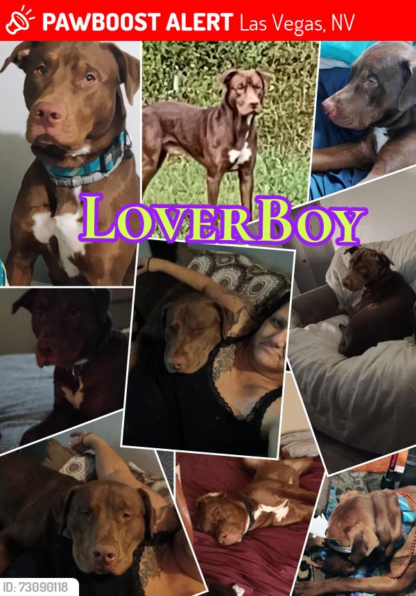 Lost Male Dog last seen Lake Mead and Rainbow, Las Vegas, NV 89108