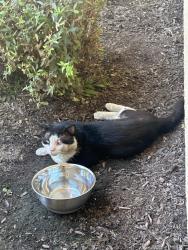 Found/Stray Male Cat last seen Sherbrook Ave. and Lennox St., Tulare, CA 93274