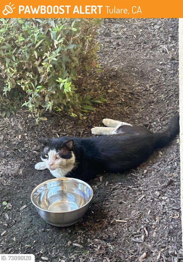 Found/Stray Male Cat last seen Sherbrook Ave. and Lennox St., Tulare, CA 93274