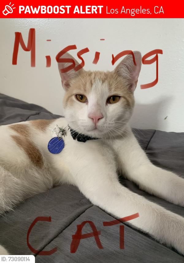 Lost Male Cat last seen San Pedro and Avalon, Los Angeles, CA 90003
