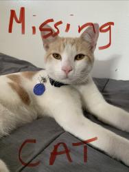 Lost Male Cat last seen San Pedro and Avalon, Los Angeles, CA 90003
