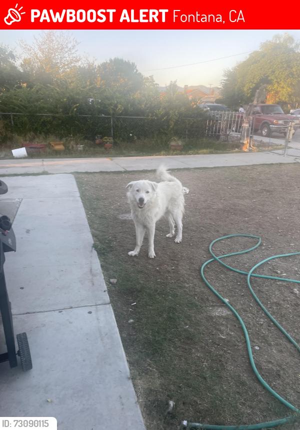 Lost Male Dog last seen Citrus ave and tokay ave, Fontana, CA 92335