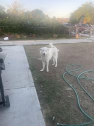 Lost Male Dog last seen Citrus ave and tokay ave, Fontana, CA 92335