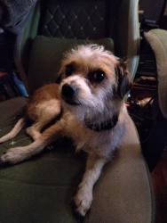 Found/Stray Female Dog last seen Beecher and Orleans St, Indianapolis, IN 46203
