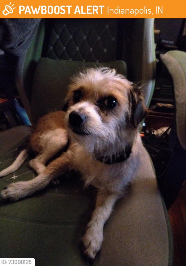 Found/Stray Female Dog last seen Beecher and Orleans St, Indianapolis, IN 46203