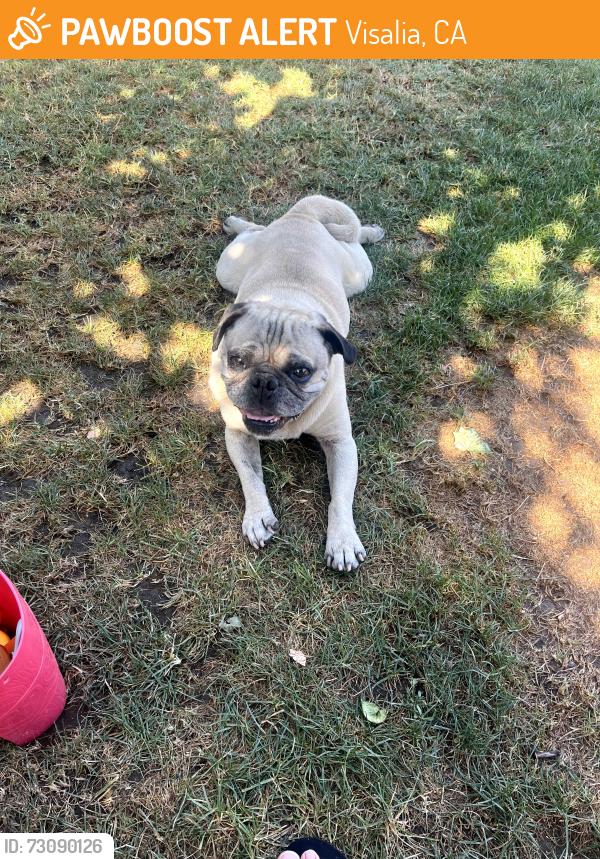 Found/Stray Male Dog last seen Lovers lane, Visalia, CA 93292