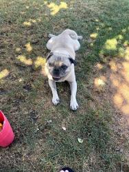 Found/Stray Male Dog last seen Lovers lane, Visalia, CA 93292
