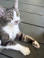 Reunited Unknown Cat last seen Coxwell and Springdale Blvd. , Toronto, ON 