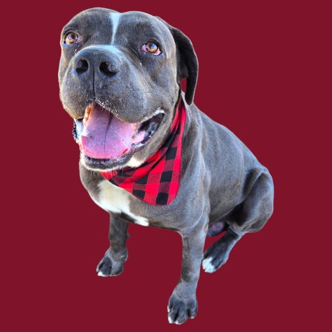 Shelter Stray Male Dog last seen Near BLOCK TRACY AVE, BUTTONWILLOW CA 93206, 3951 Fruitvale Ave, Bakersfield, CA 93308, USA