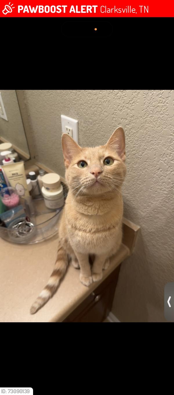 Lost Male Cat last seen Right behind the checkers and McDonald’s on fort Campbell, Clarksville, TN 37042