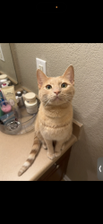 Lost Male Cat last seen Right behind the checkers and McDonald’s on fort Campbell, Clarksville, TN 37042
