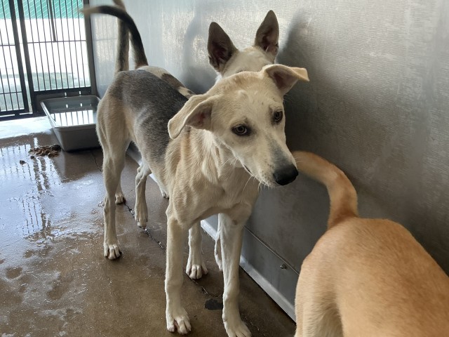 Shelter Stray Male Dog last seen Near BLOCK E MESA DR, 333 Chandler Pl, San Bernardino, CA 92408, USA
