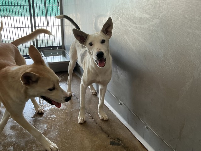 Shelter Stray Male Dog last seen Near BLOCK E MESA DR, 333 Chandler Pl, San Bernardino, CA 92408, USA