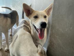 Shelter Stray Male Dog last seen Near BLOCK E MESA DR, 333 Chandler Pl, San Bernardino, CA 92408, USA