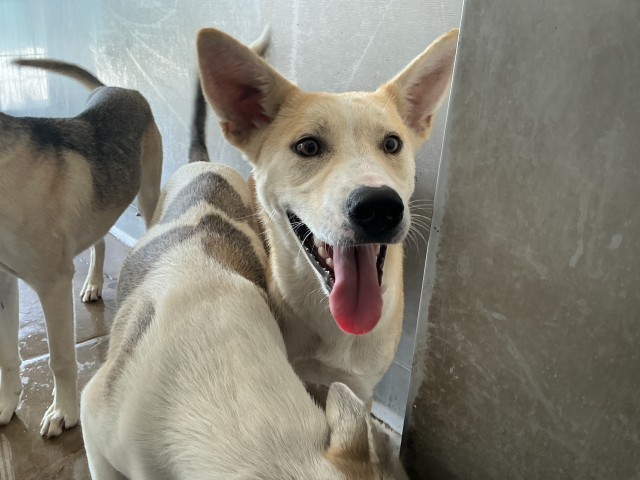 Shelter Stray Male Dog last seen Near BLOCK E MESA DR, 333 Chandler Pl, San Bernardino, CA 92408, USA