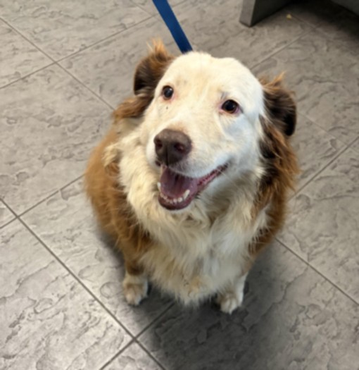 Shelter Stray Female Dog last seen , 11361 W Pico Blvd, Los Angeles, CA 90064, USA