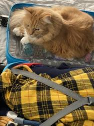Lost Female Cat last seen Dellwood and Marchmont , Fairborn, OH 45324