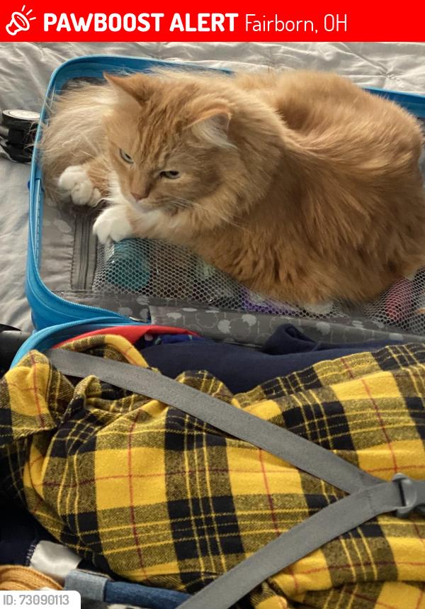 Lost Female Cat last seen Dellwood and Marchmont , Fairborn, OH 45324