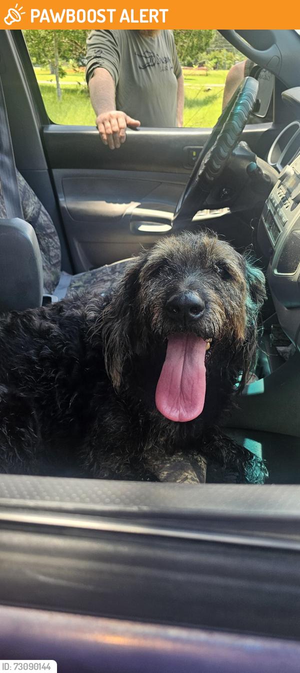 Found/Stray Male Dog last seen Stokes and dusty, St. Johns County, FL 32095