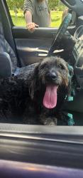 Found/Stray Male Dog last seen Stokes and dusty, St. Johns County, FL 32095