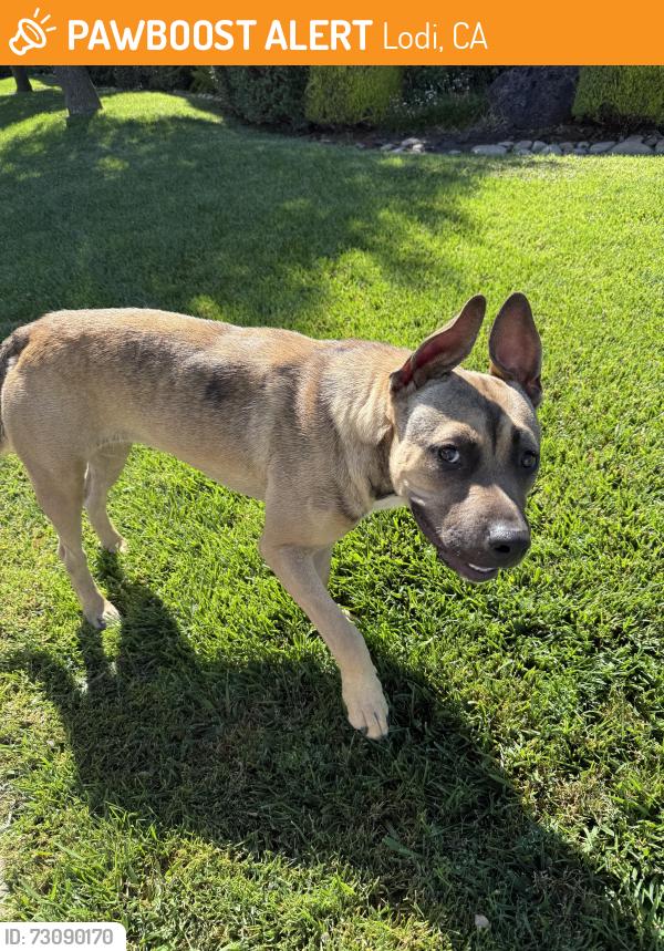 Found/Stray Female Dog last seen Parkwest, Lodi, CA 95242