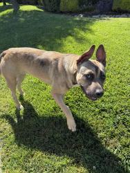 Found/Stray Female Dog last seen Parkwest, Lodi, CA 95242