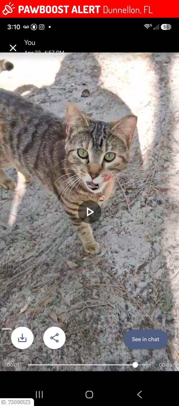 Lost Female Cat last seen Farmwood/rancheta, Dunnellon, FL 34433