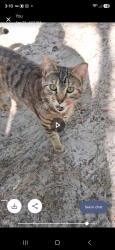 Lost Female Cat last seen Farmwood/rancheta, Dunnellon, FL 34433