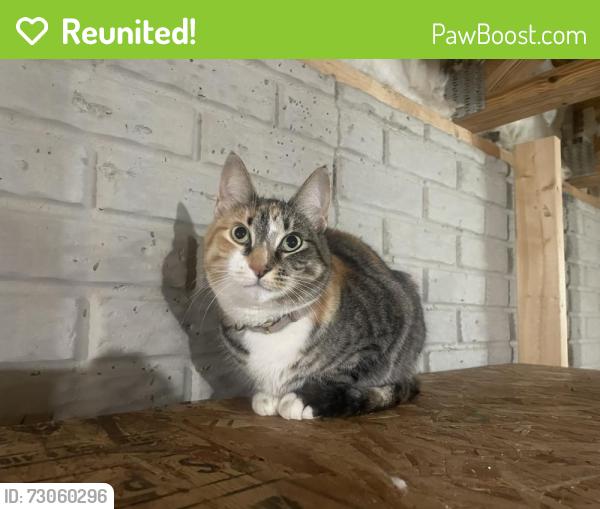 Reunited Female Cat last seen Glen crossing dr, Etna, OH 43062