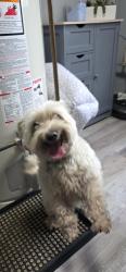 Reunited Female Dog last seen South Ridgeland and College drive, Palos Heights, IL 60463