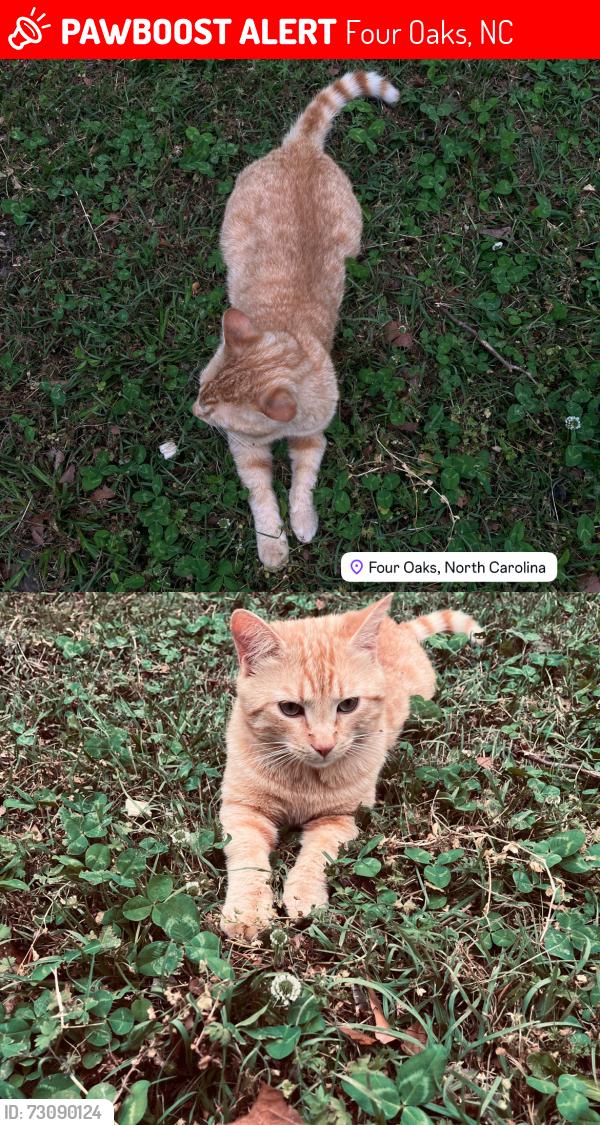 Lost Male Cat last seen Haley street corner, Four Oaks, NC 27524