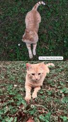 Lost Male Cat last seen Haley street corner, Four Oaks, NC 27524