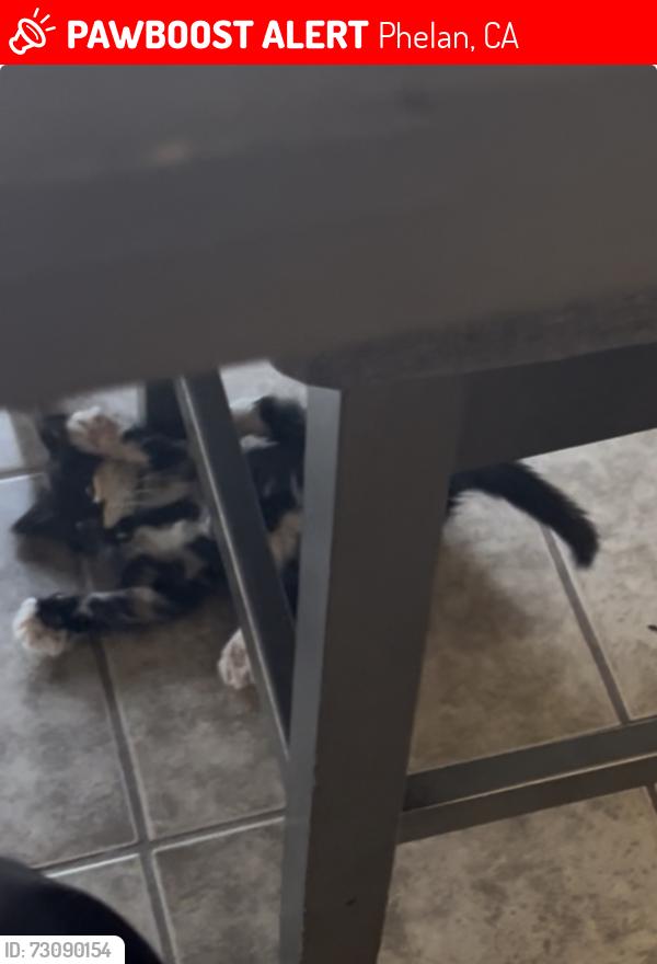 Lost Female Cat last seen Sonora Rd and Ocotillo rd, Phelan, CA 92371