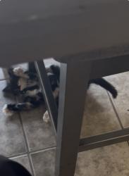 Lost Female Cat last seen Sonora Rd and Ocotillo rd, Phelan, CA 92371