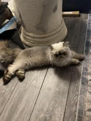 Lost Male Cat last seen Emerson, Americana and Atlantic near Brisbane Street NE, Palm Bay, FL 32907