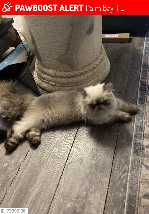 Lost Male Cat last seen Emerson, Americana and Atlantic near Brisbane Street NE, Palm Bay, FL 32907