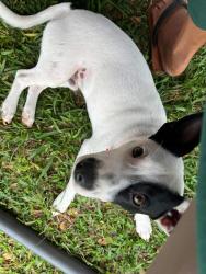 Lost Male Dog last seen 89-064 Haleakala ave, Waianae, HI 96792