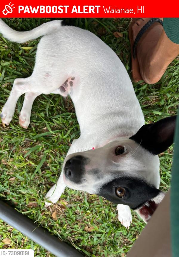 Lost Male Dog last seen 89-064 Haleakala ave, Waianae, HI 96792