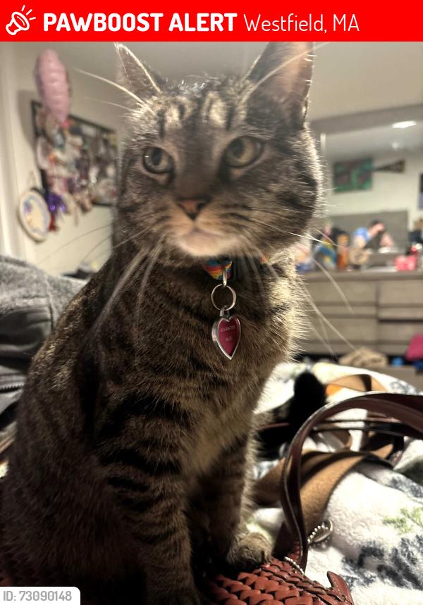 Lost Female Cat last seen Stuart Place and Pontoosic, Westfield, MA 01085